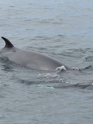 Sea Safari West Cork - Image 6