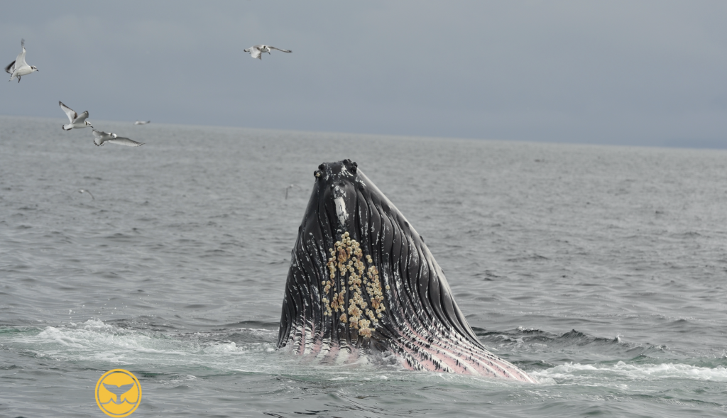 Whales and Dolphin Tour 